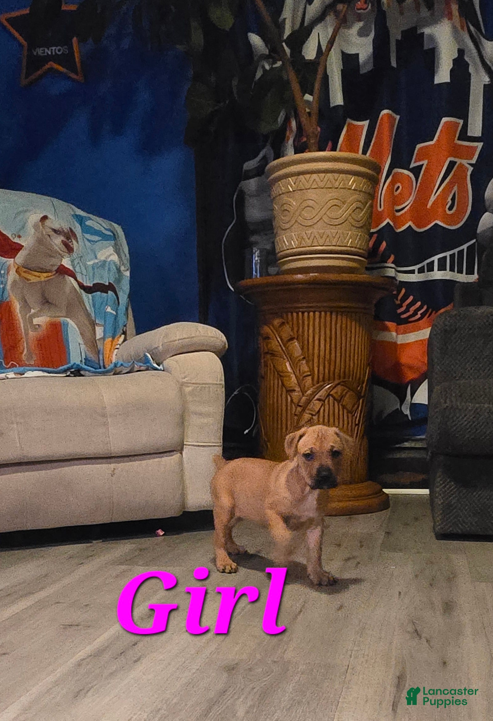 Cane Corso dogs Cane Corso Puppy 4 - Ad 17