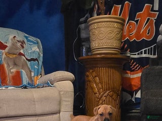 Cane Corso dogs for sale: Cane Corso Puppy 4 - Ad 3