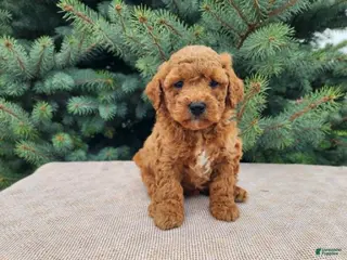 Mini Bernedoodle dogs Blake - Ad 27