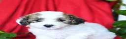 Bichpoo dogs for sale: Sweetie - Ad 5
