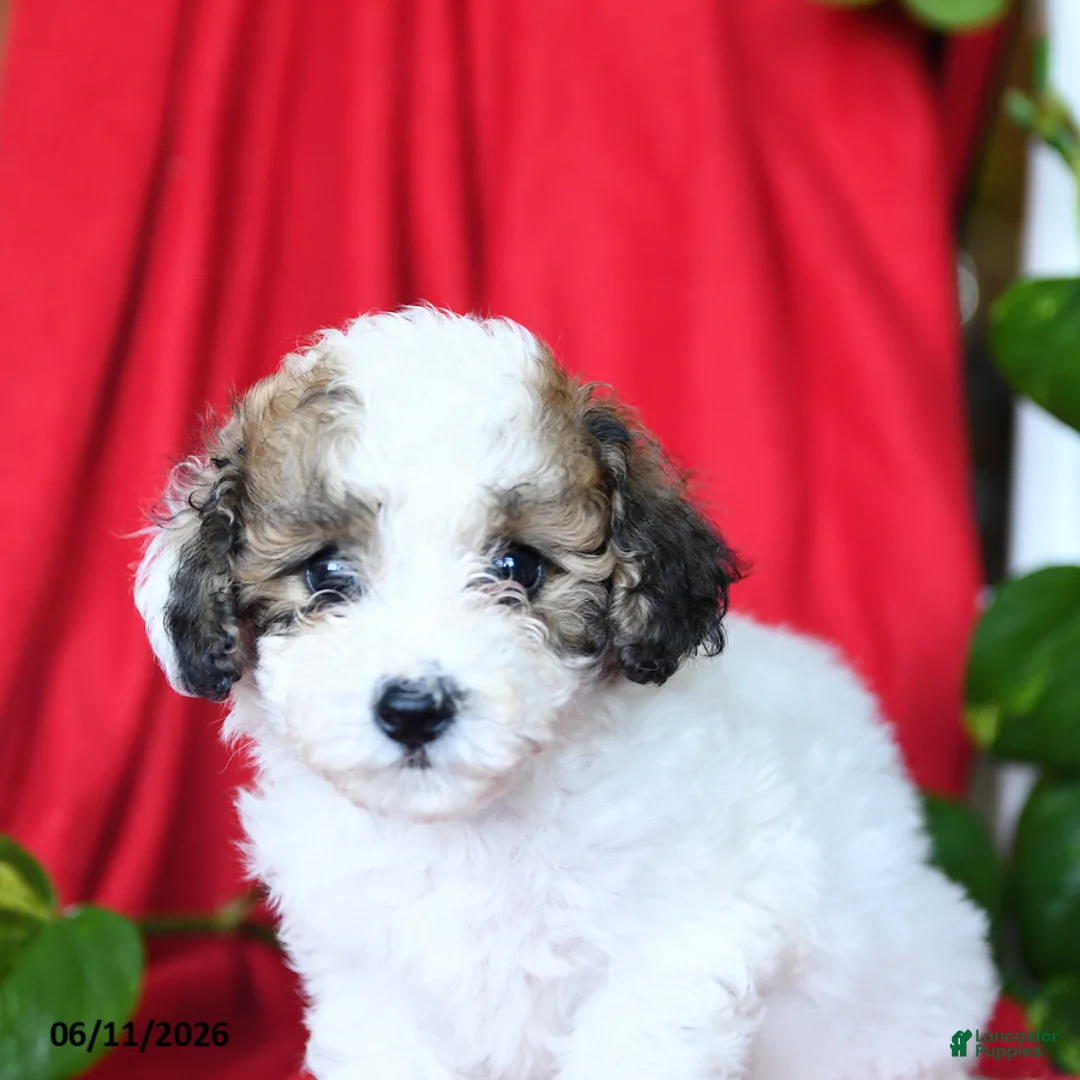 Bichpoo dogs for sale: Sweetie - Ad 5