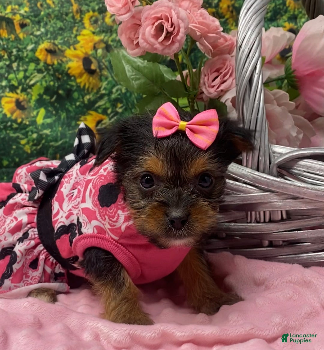 Shorkie dogs for sale: Teacup Lexi - Ad 8