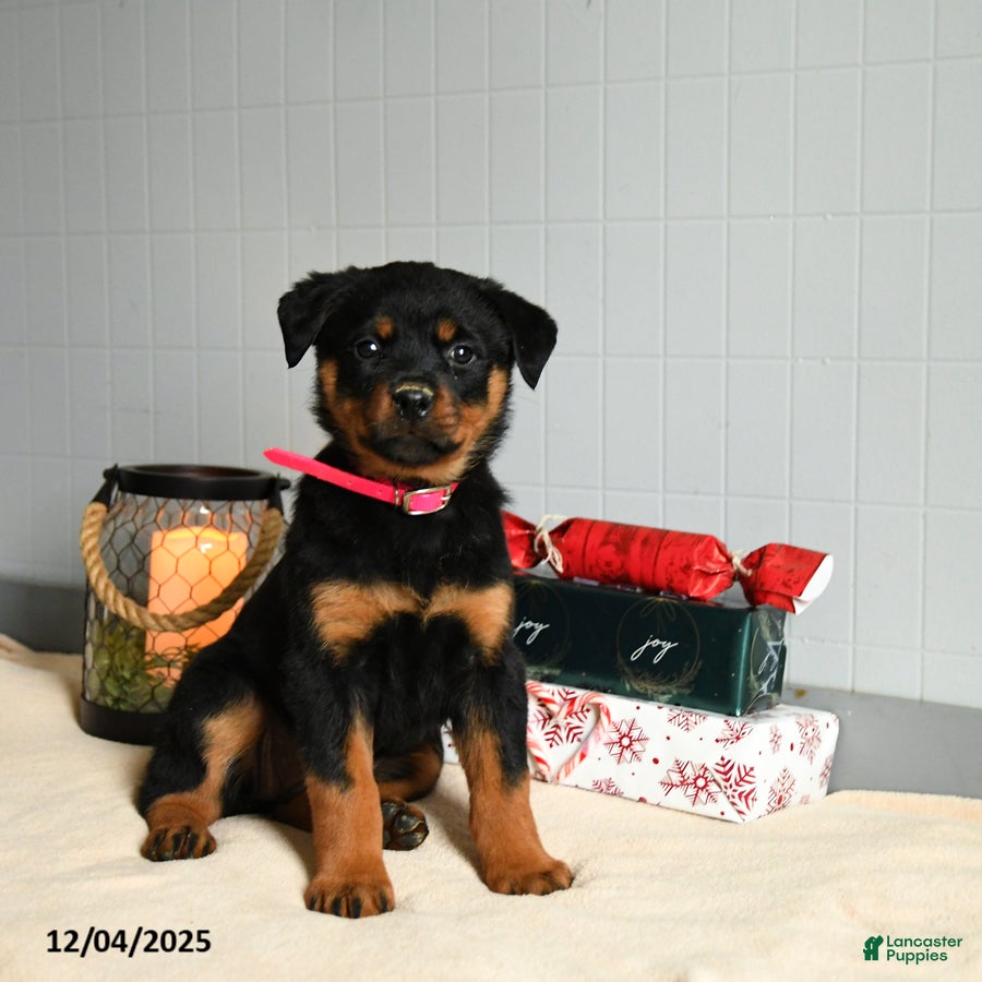 Rottweiler dogs Maple   - Ad 15
