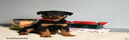 Rottweiler dogs for sale: Maple   - Ad 1