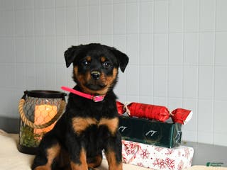 Rottweiler dogs Maple - Ad 35