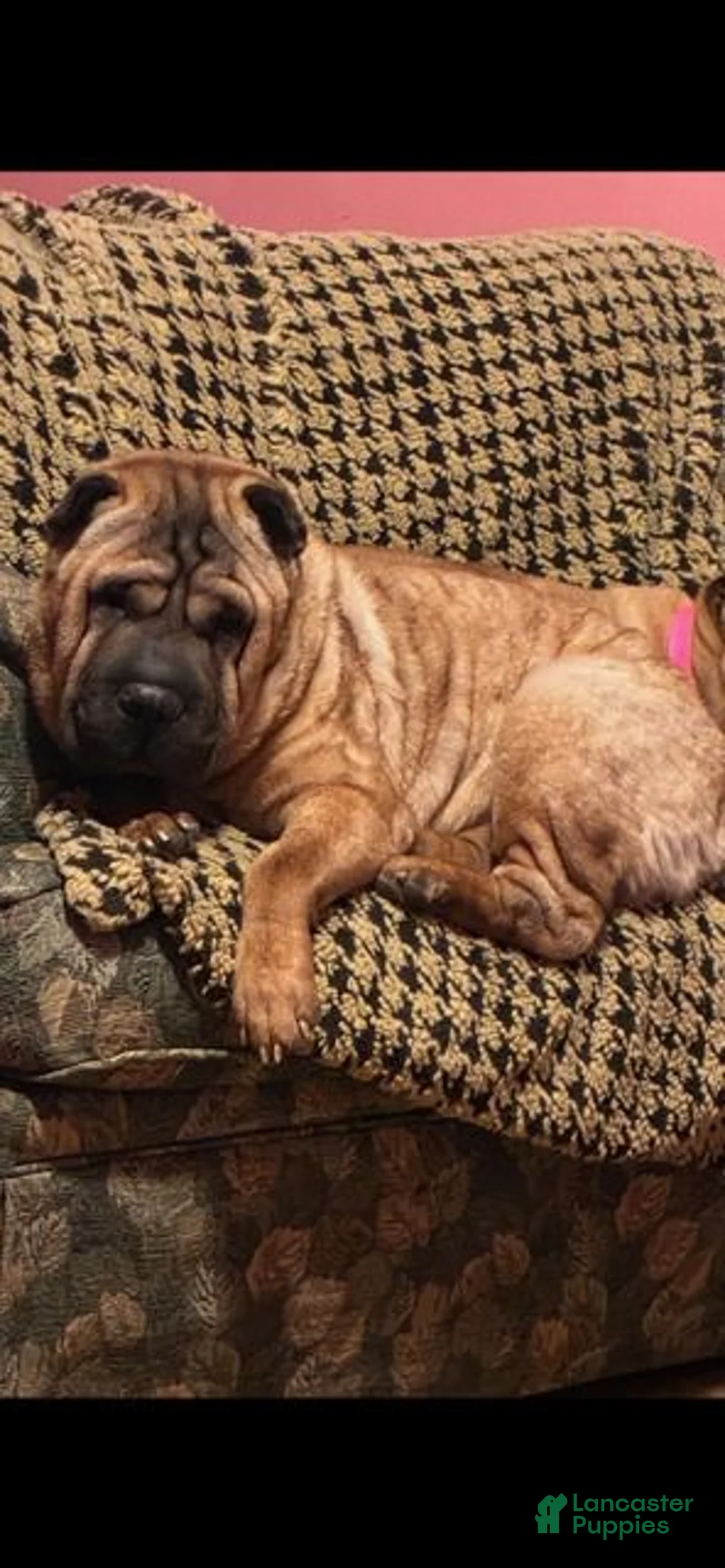 Shar Pei dogs for sale: Girl 3 - Ad 3