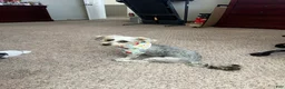 Schnoodle dogs for sale: Schnoodle 1 - Ad 2