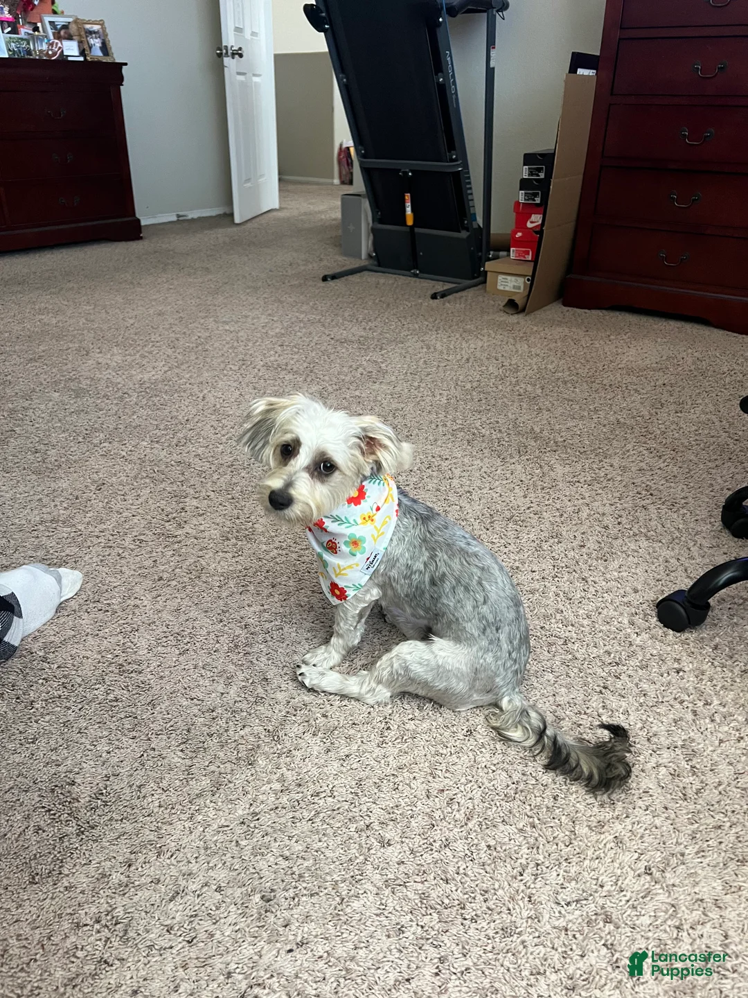Schnoodle dogs for sale: Schnoodle 1 - Ad 2