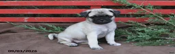 Pug dogs for sale: Taffy - Ad 1