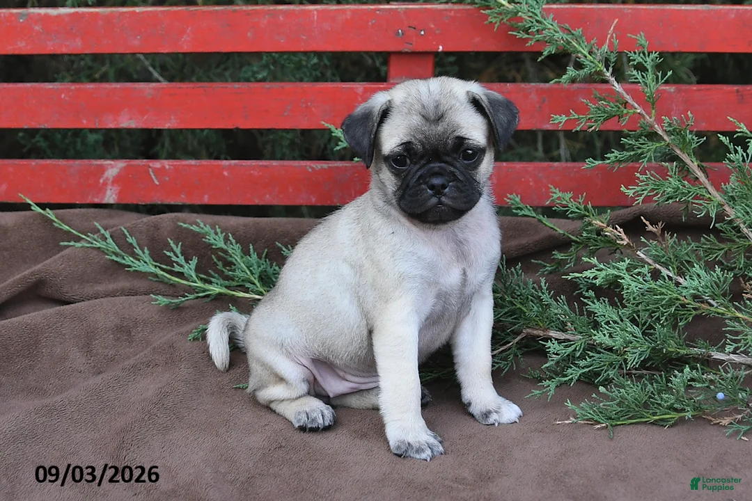 Pug dogs for sale: Taffy - Ad 1