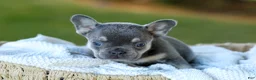French Bulldog dogs for sale: Casper - Blue & Tan - Ad 8
