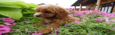 Cavapoo 1 Tobi