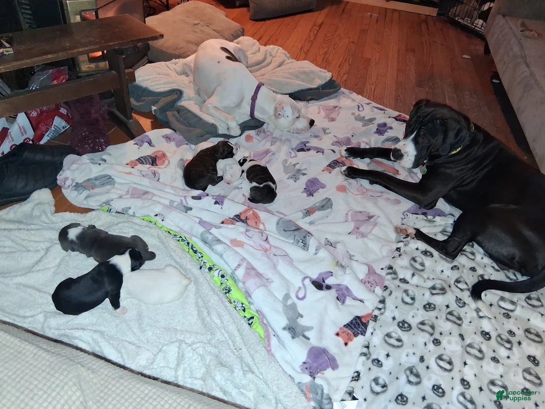 Mixed Breed dogs for sale: Mixed Breed Puppy 3 - Ad 18