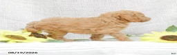 Goldendoodle dogs for sale: Jessie - Ad 8