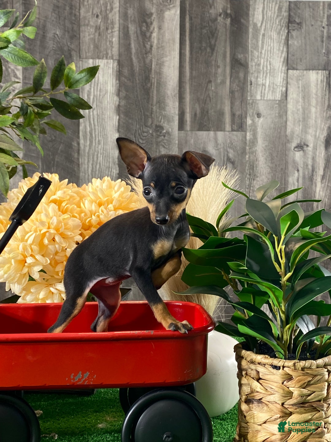 Miniature Pinscher dogs for sale: Quiz - Ad 3