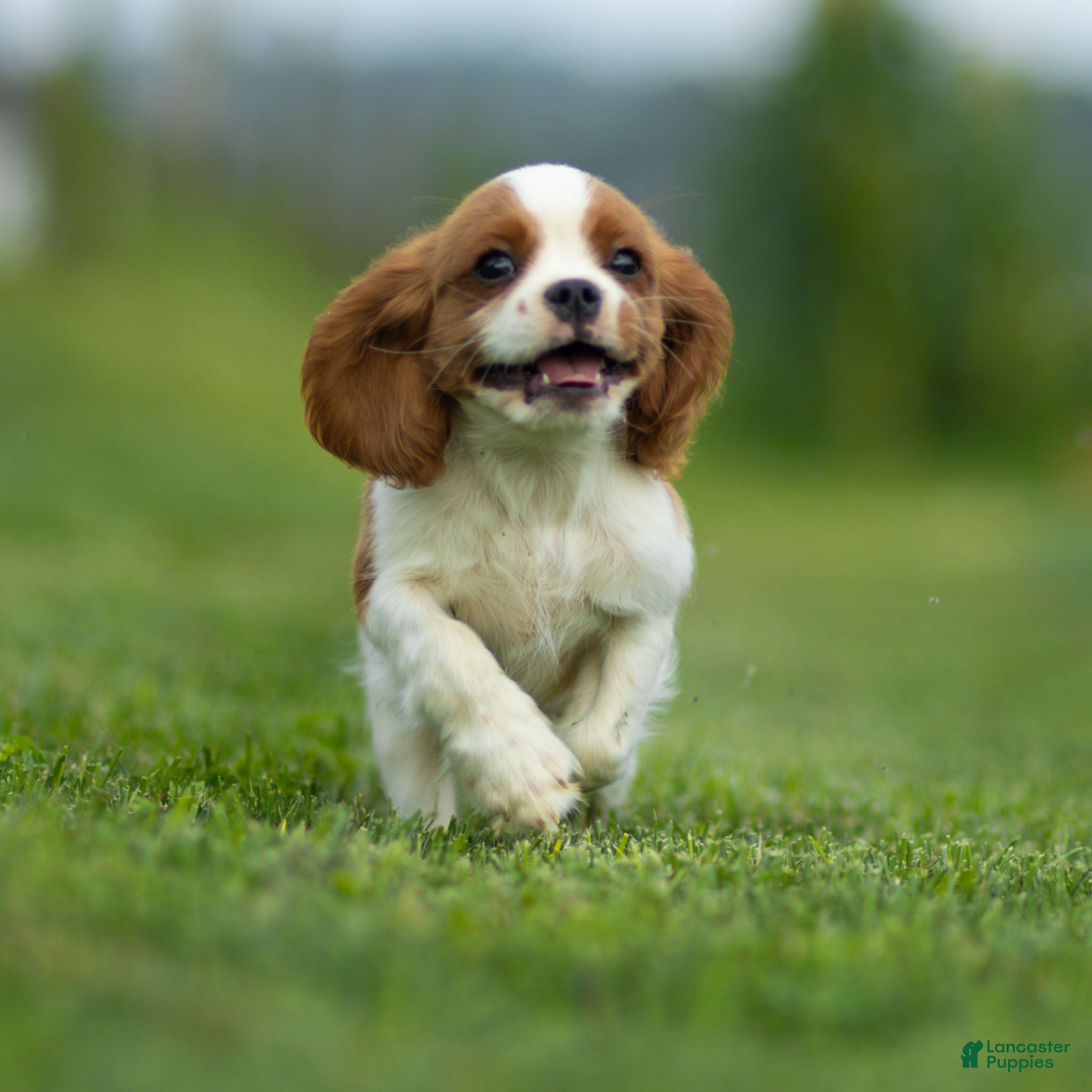 Cavalier King Charles Spaniel dogs Ranger Cavalier King Charles Spaniel  - Ad 1