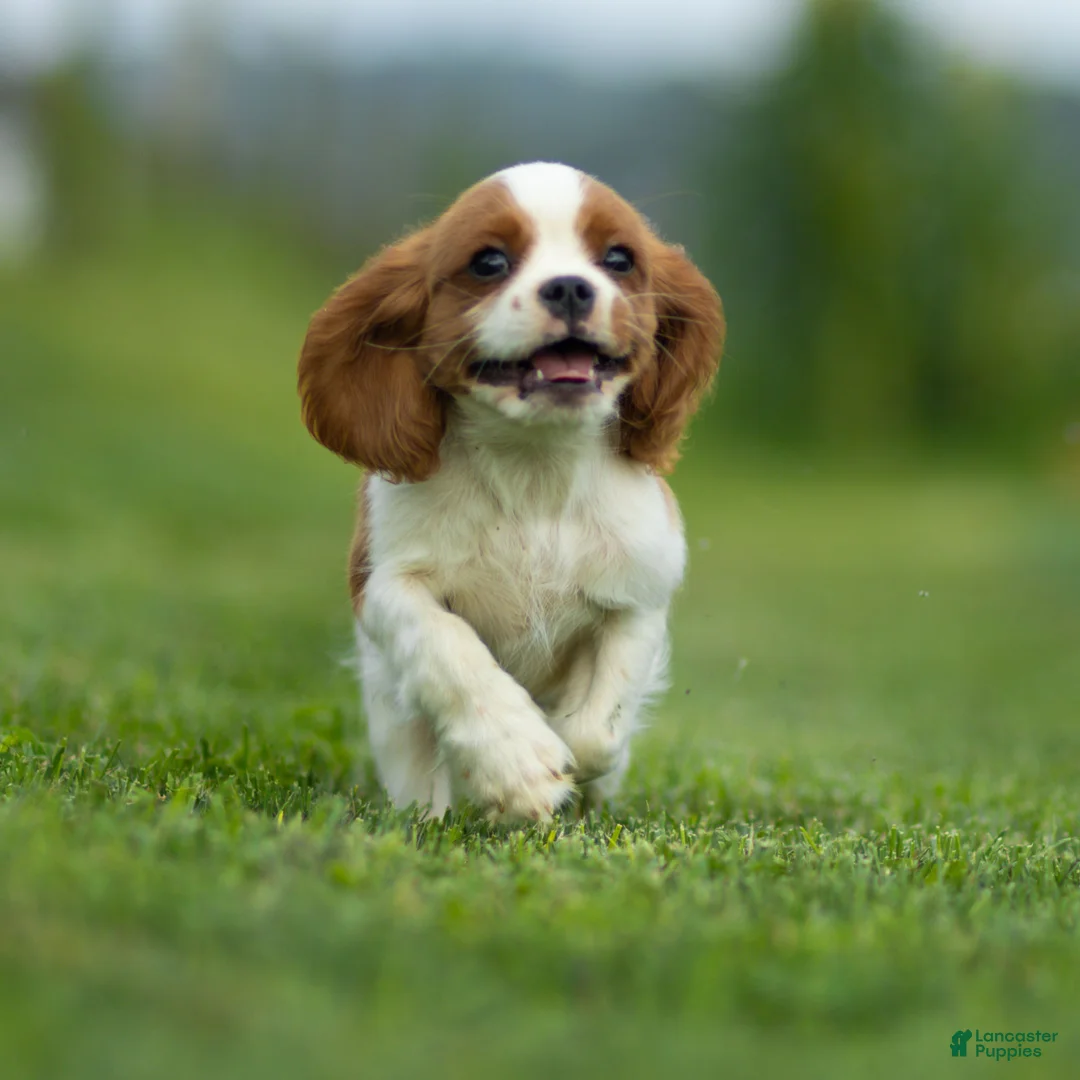 Cavalier King Charles Spaniel dogs for sale: Ranger Cavalier King Charles Spaniel  - Ad 1