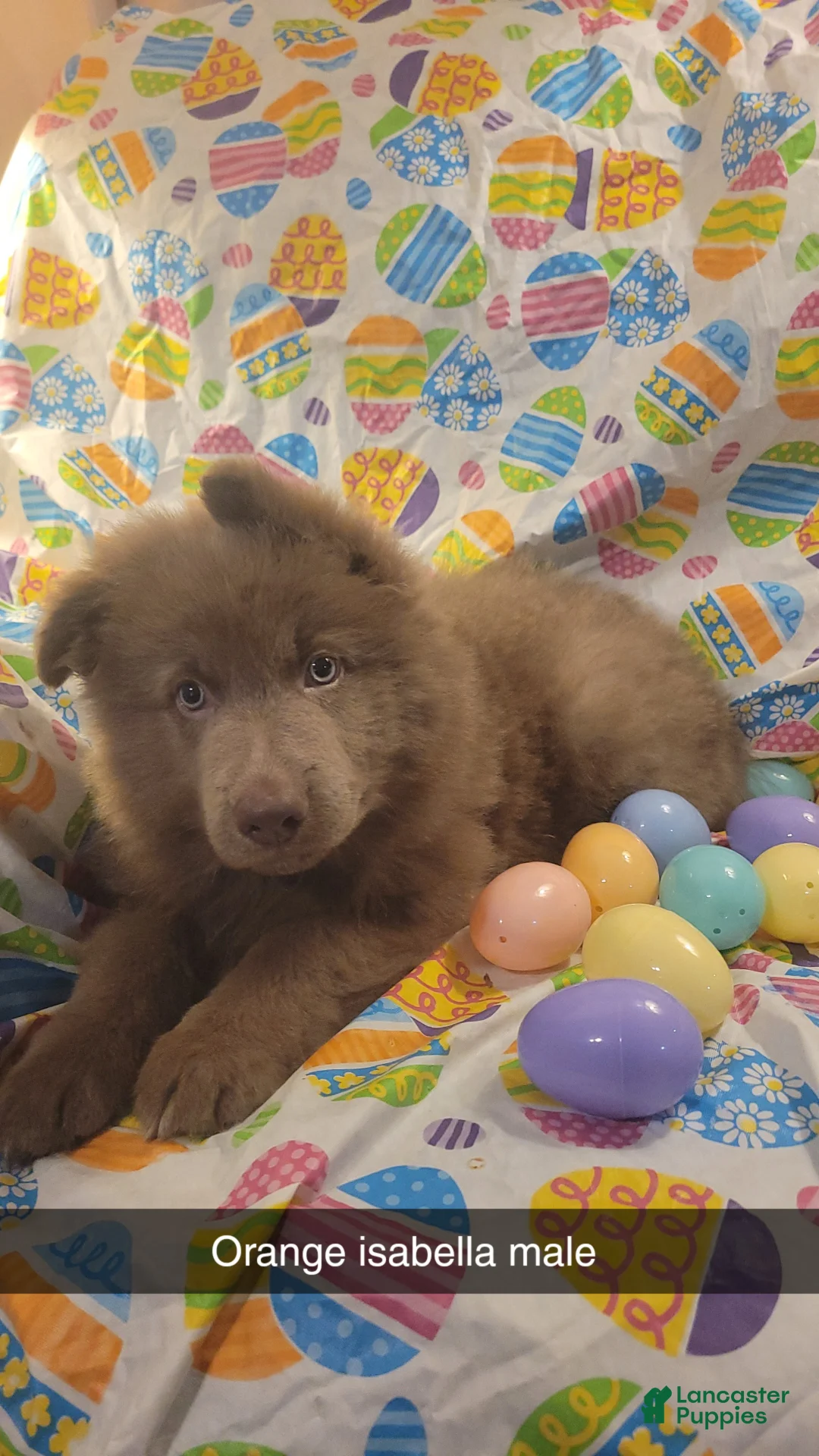 German Shepherd dogs for sale: Orange Isabella Male  - Ad 1