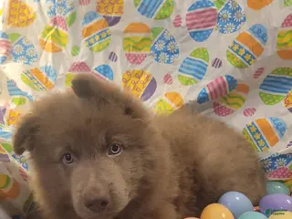 German Shepherd dogs Orange Isabella Male - Ad 28