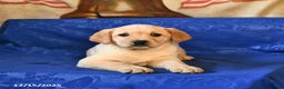 Labrador Retriever dogs for sale: Hailey - Ad 3