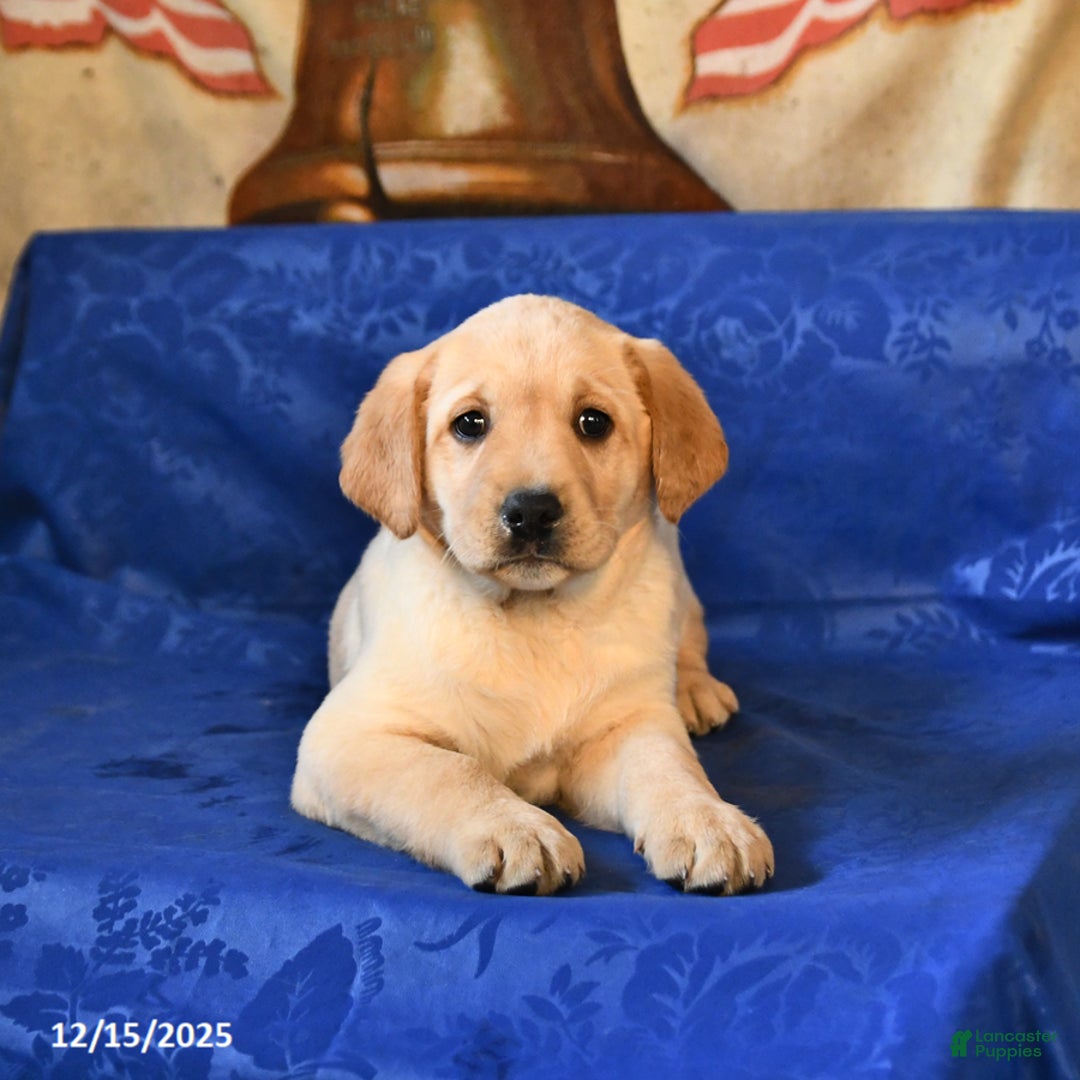 Labrador Retriever dogs for sale: Hailey - Ad 3