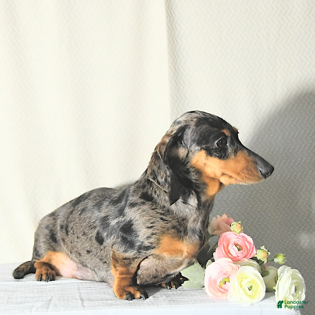 Miniature Dachshund dogs for sale: Precious - Ad 6