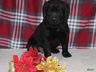 Goldador dogs Holly - Ad 3