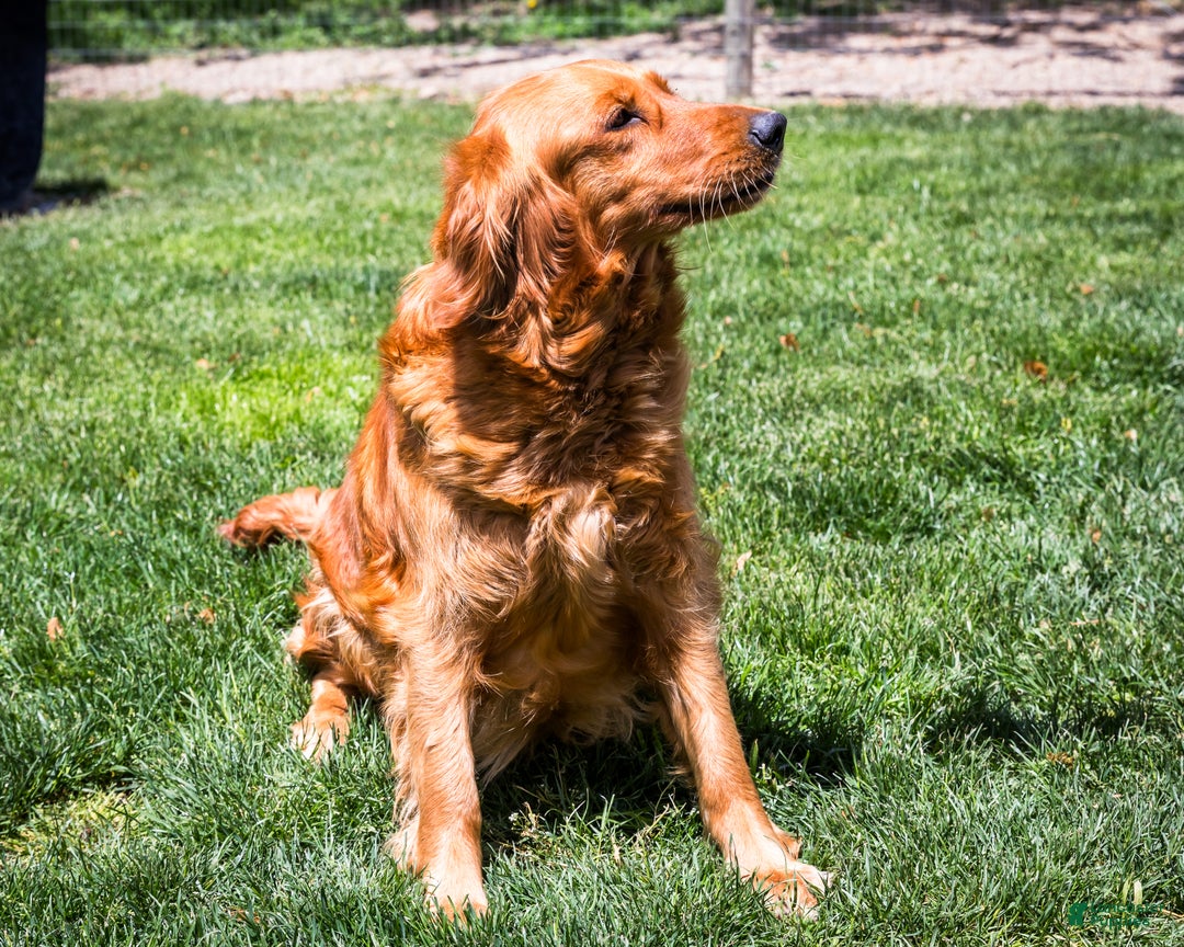 Golden Retriever dogs for sale: Elana - Ad 12
