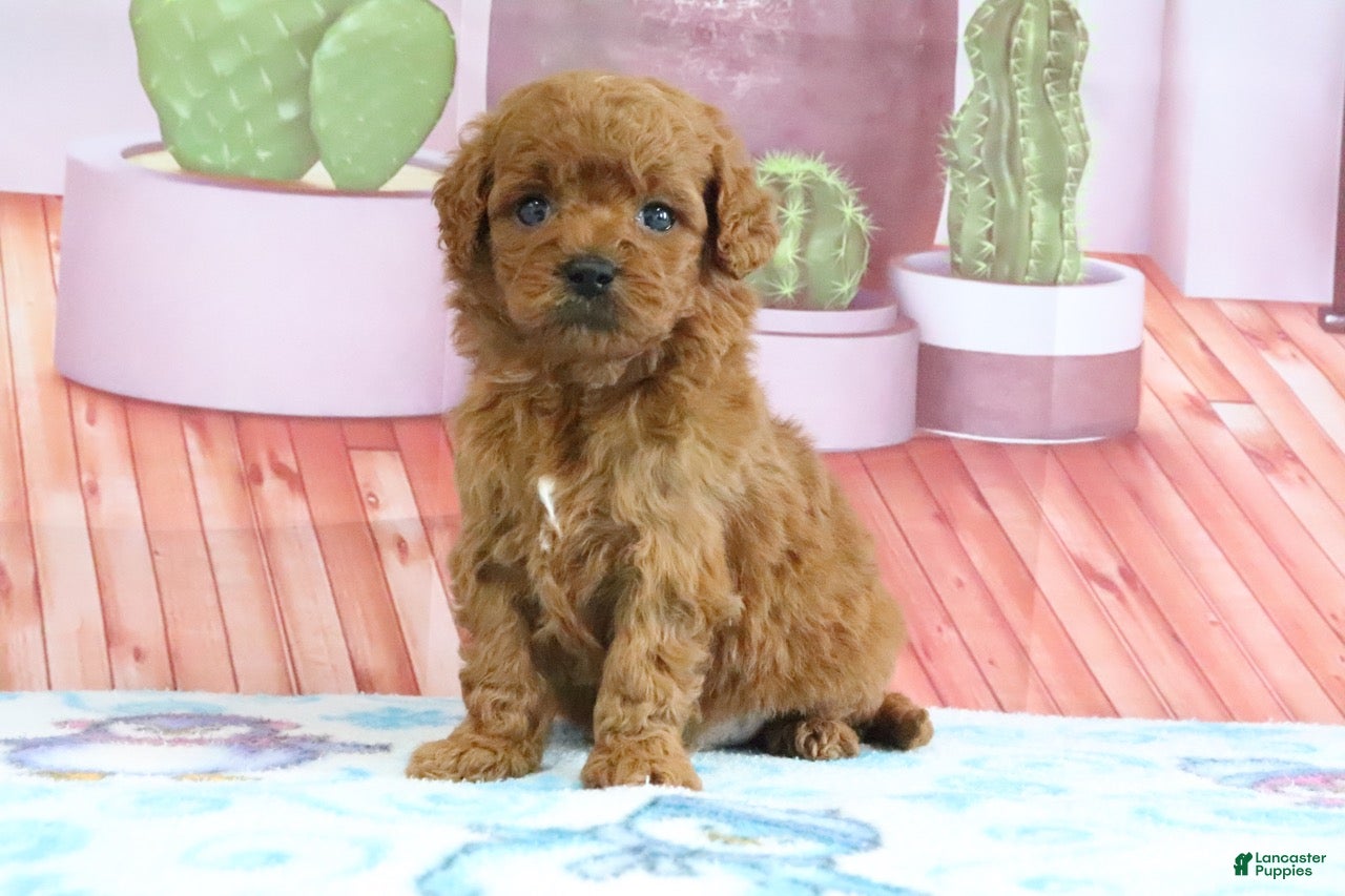 Mini Goldendoodle dogs Pete - Ad 2