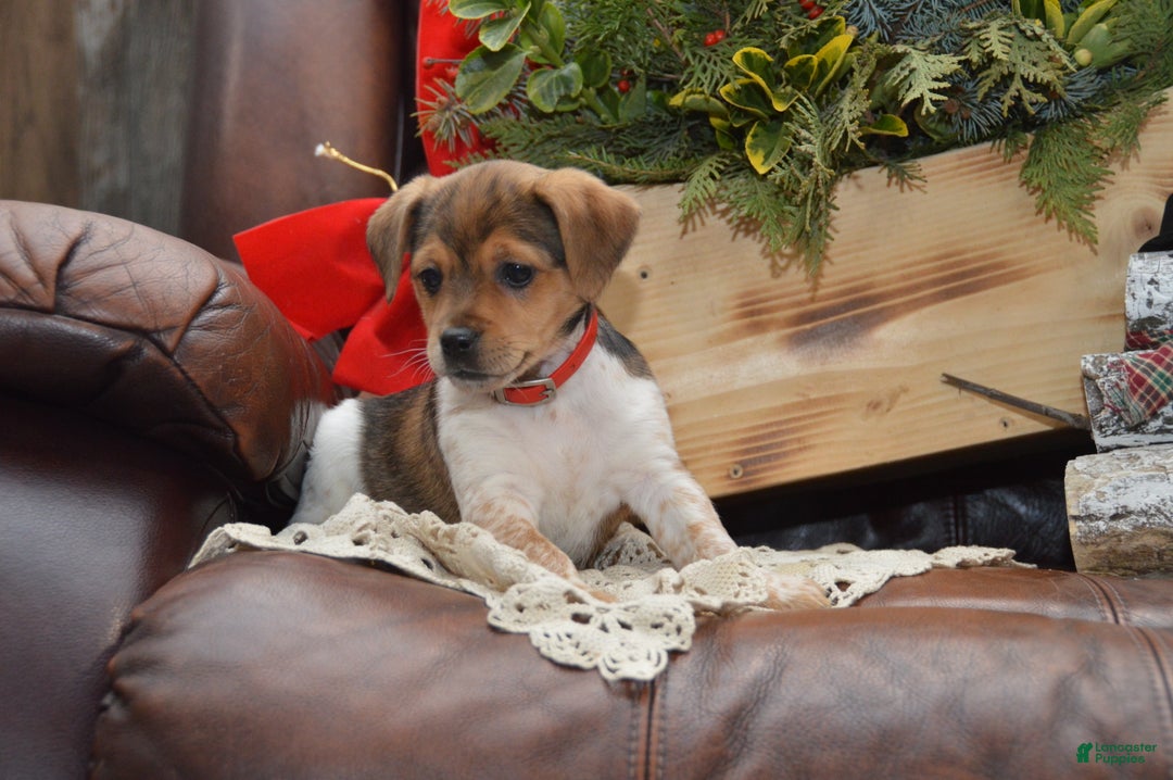 Jug dogs for sale: Adrian - Ad 3