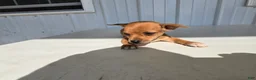 Chihuahua dogs for sale: Brutis - Ad 11