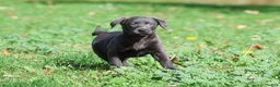 Labrador Retriever dogs for sale: Silver Dollar - Ad 1