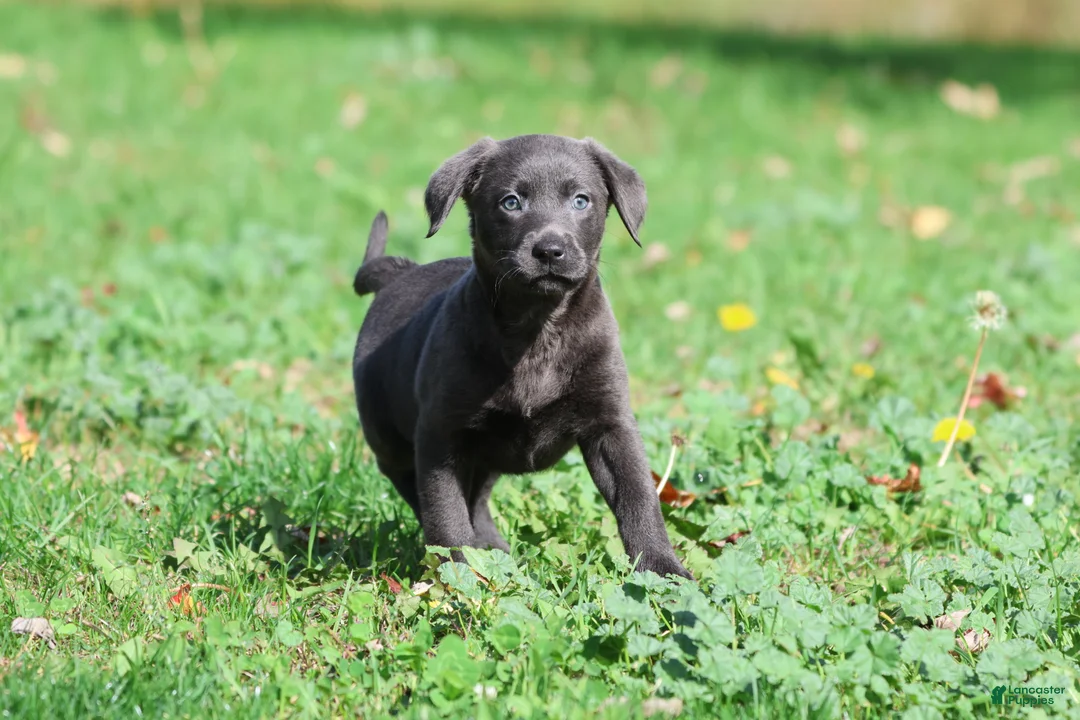 Labrador Retriever dogs for sale: Silver Dollar - Ad 1
