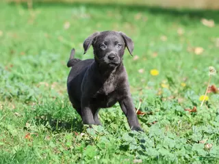 Labrador Retriever dogs Silver Dollar - Ad 3