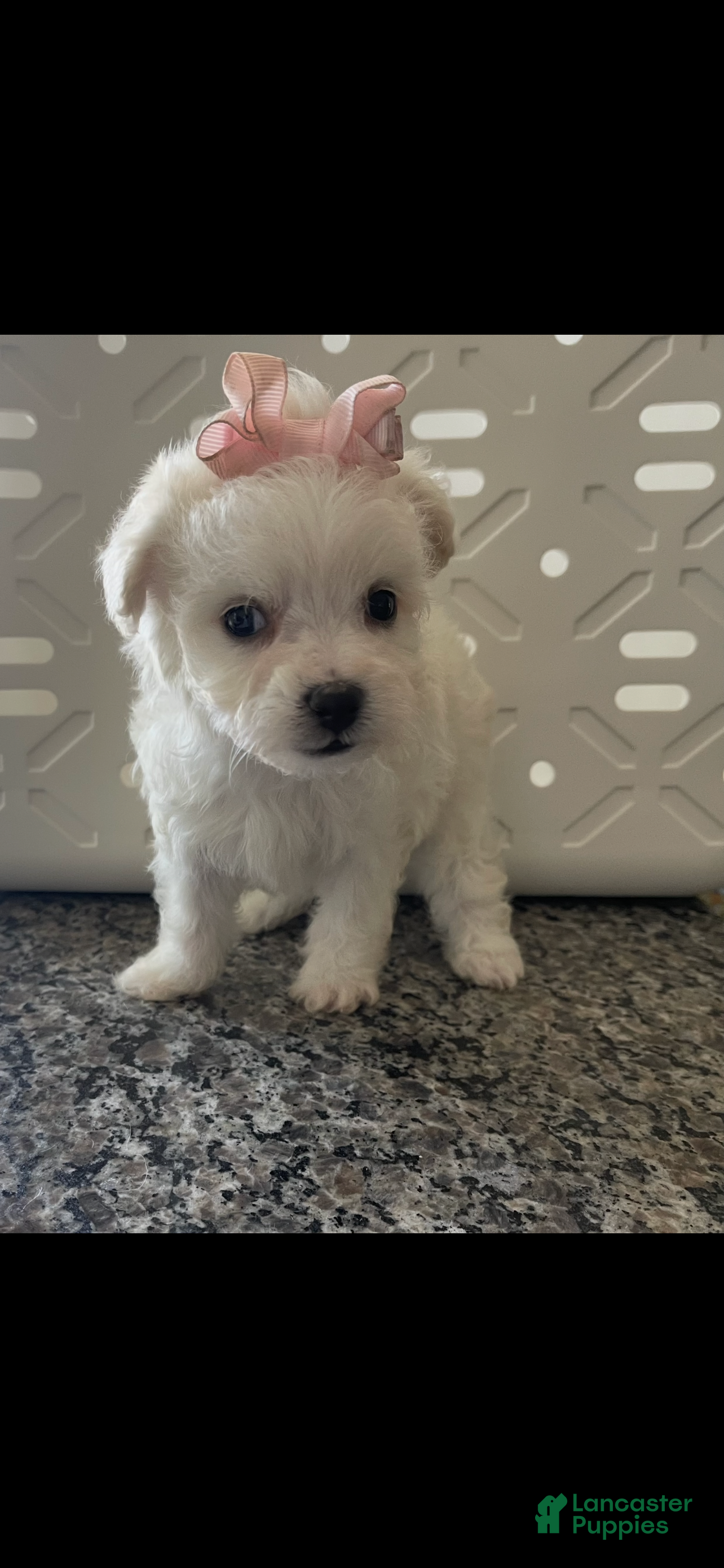 Miniature Poodle dogs Miniature Poodle 4 - Ad 8