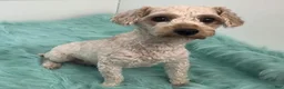 Pomapoo dogs for sale: Pomapoo 4 - Ad 7