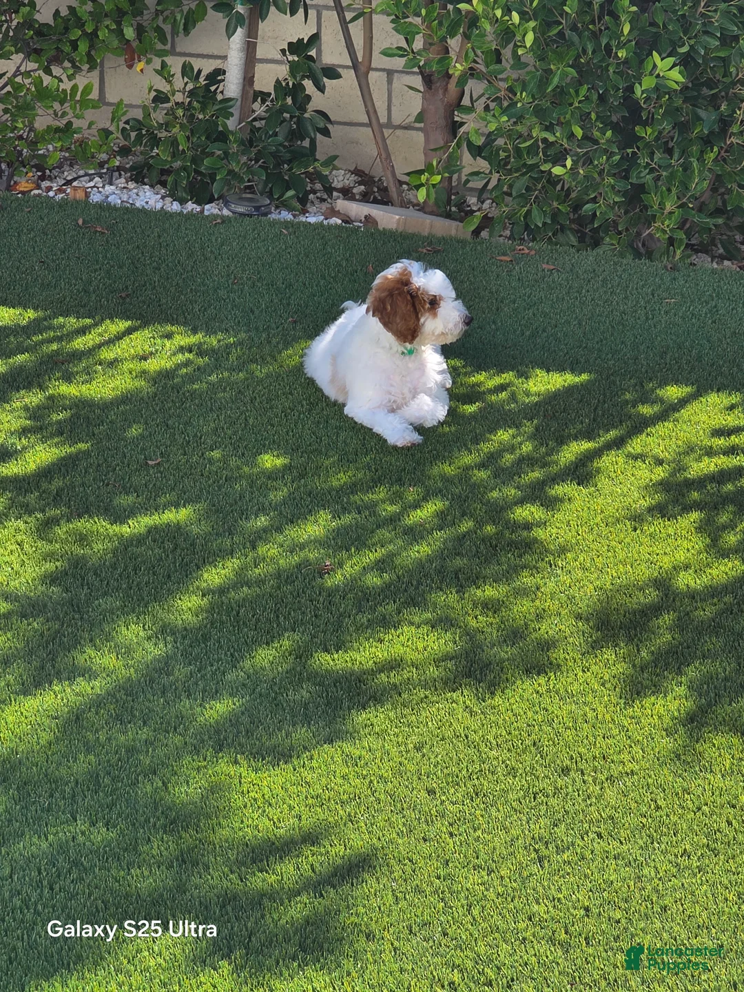 Goldendoodle dogs for sale: Goldendoodle 1 - Ad 2