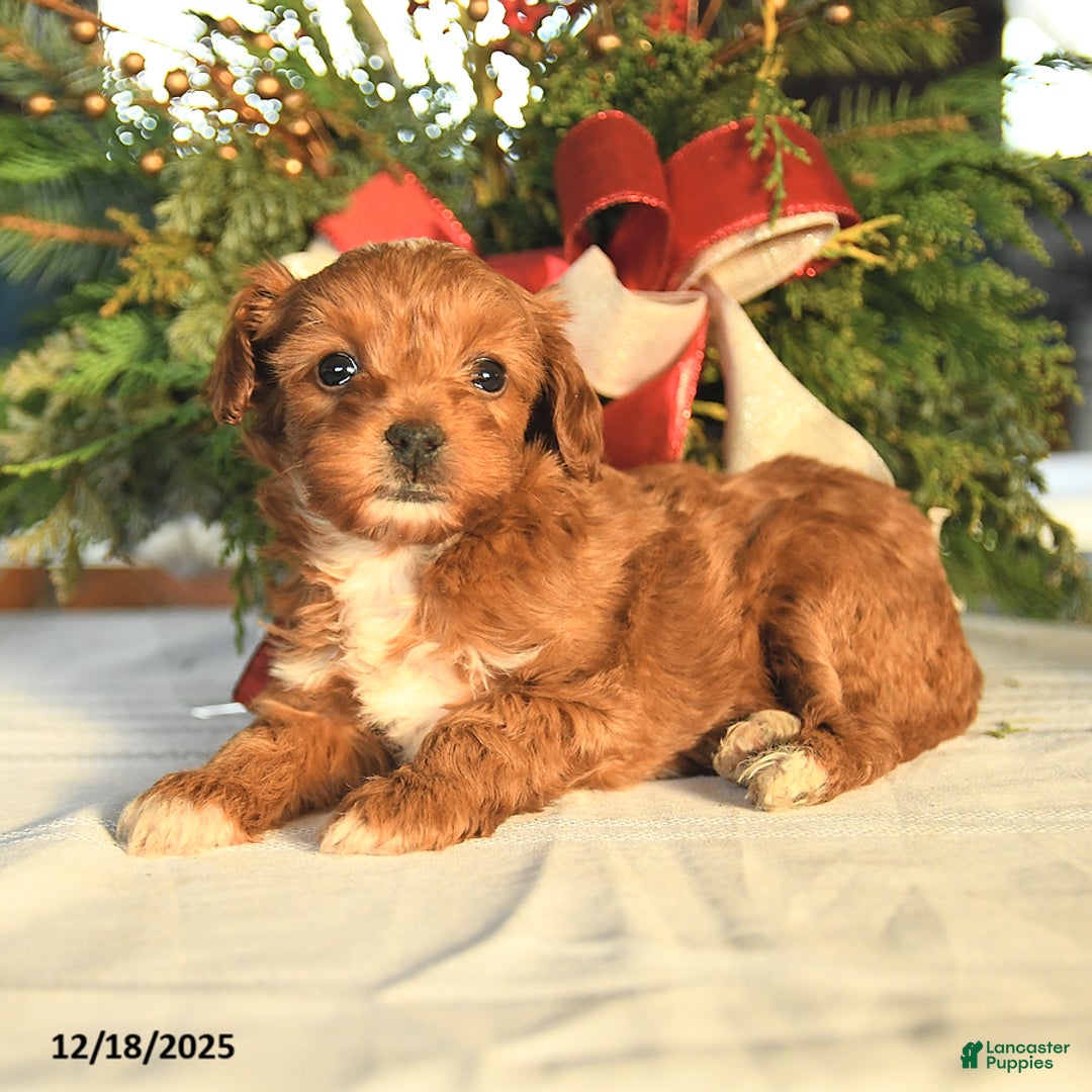 Maltipoo dogs for sale: Lilly - Ad 2