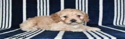 Cockapoo dogs for sale: Buttercup - Ad 2