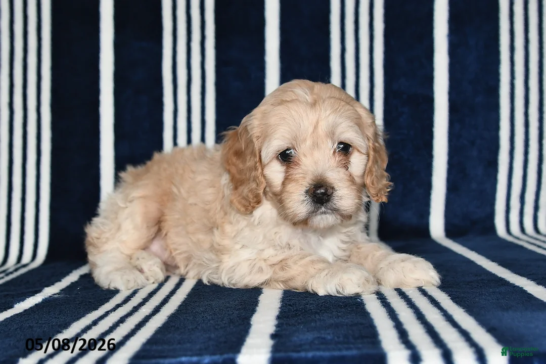 Cockapoo dogs for sale: Buttercup - Ad 2