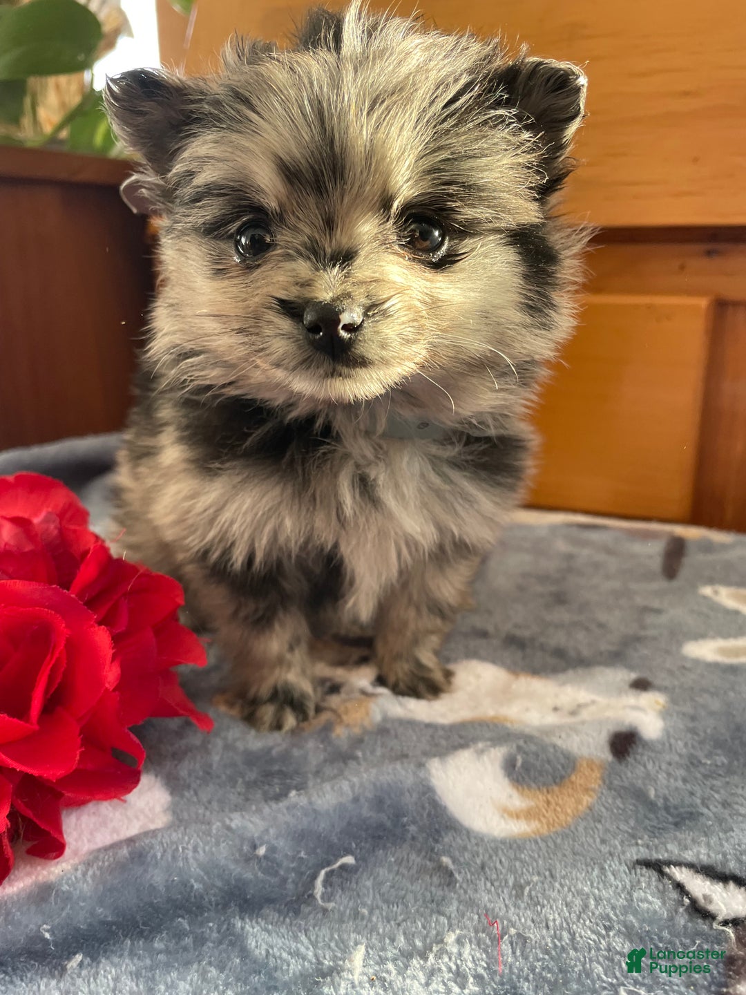 Pomeranian dogs for sale: Pinky - Ad 4