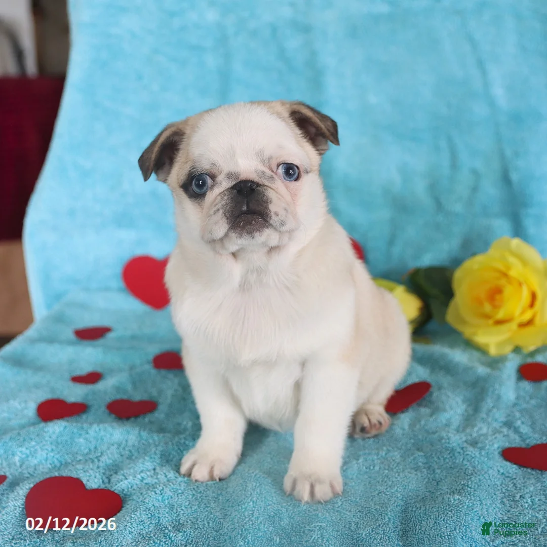 Pug dogs for sale: Giny - Ad 4