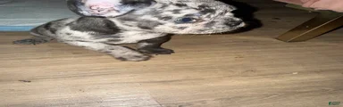 French Bulldog 2