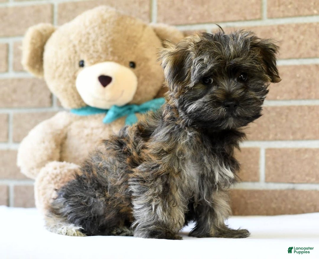Morkie dogs for sale: Dallas - Ad 9
