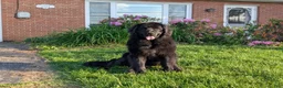 Newfoundland dogs for sale: Halo - Ad 2