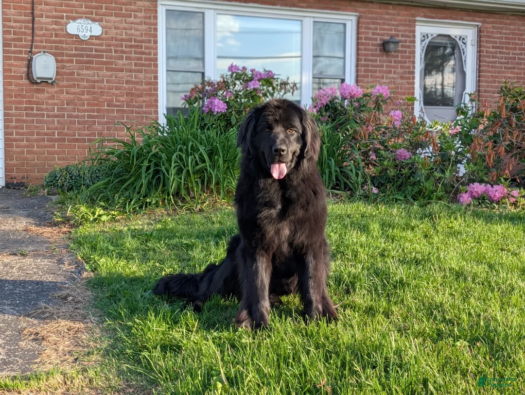Newfoundland dogs for sale: Halo - Ad 2