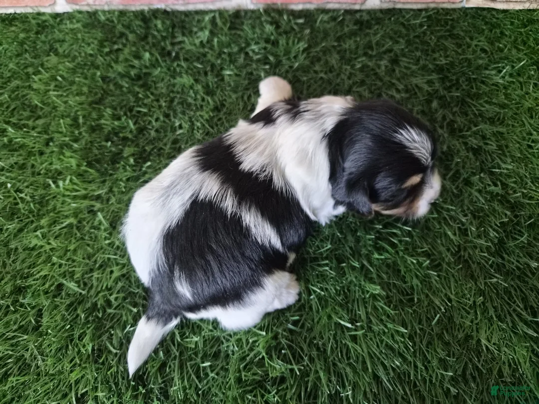 Yorkshire Terrier dogs for sale: Milo - Ad 6