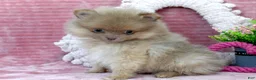 Pomeranian dogs for sale: Leo - Ad 2