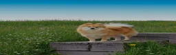 Pomapoo dogs for sale: Pomapoo Puppy 1 - Ad 6