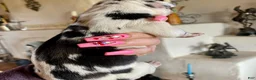 Great Dane dogs for sale: Obisidian Wildfire Ember - Ad 4